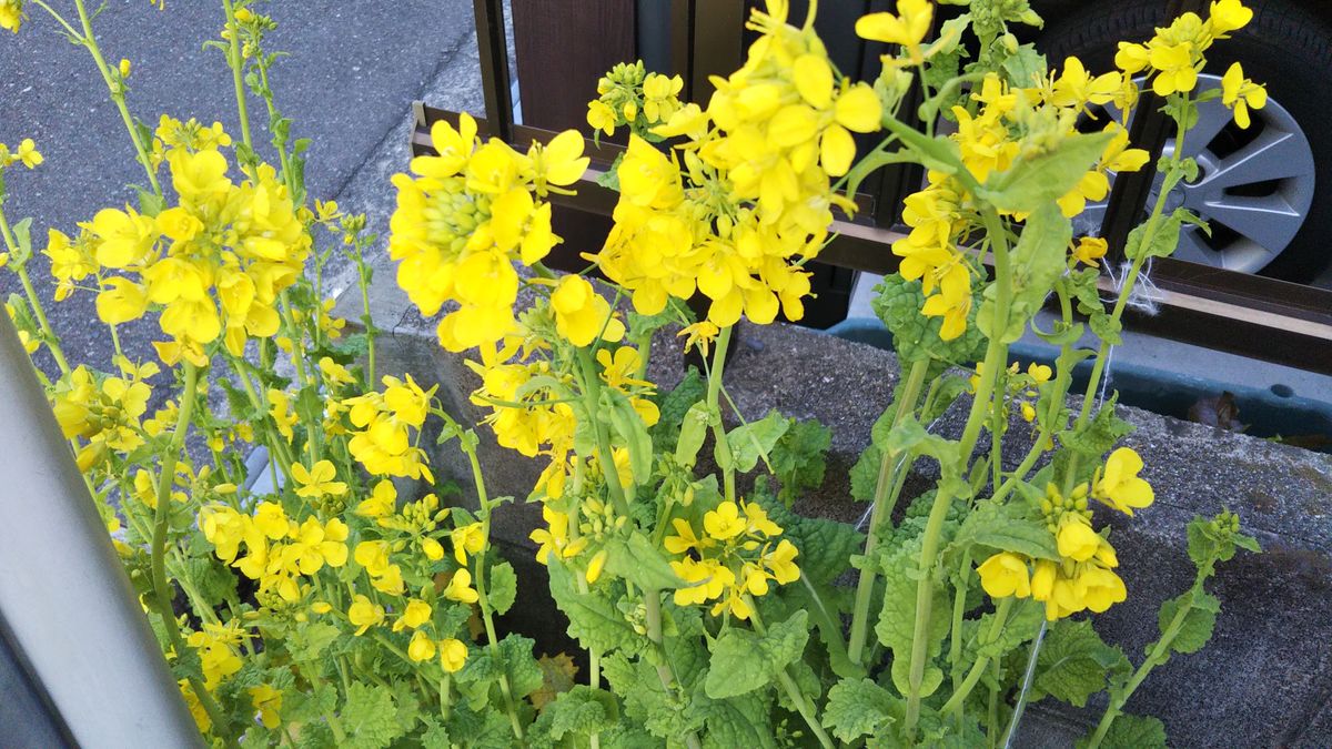 菜の花 司馬さん📖📚️ ３月18日ふんばっている