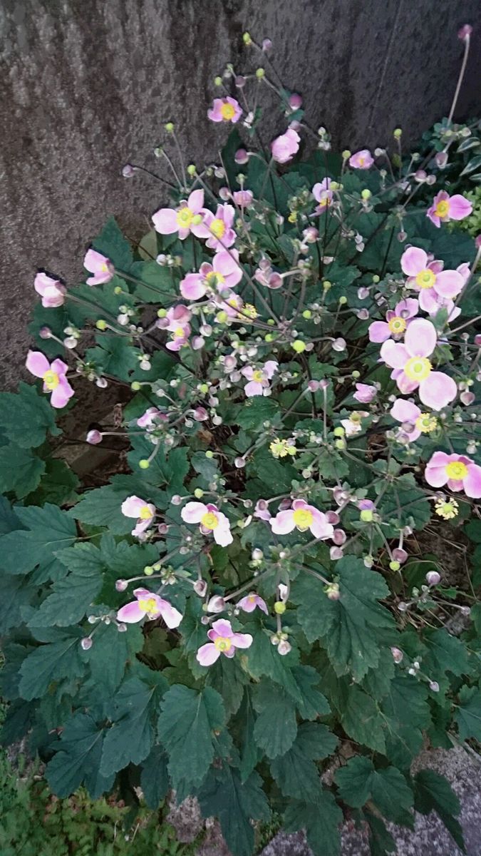 植えっぱなしの宿根草“シュウメイギク” 開花