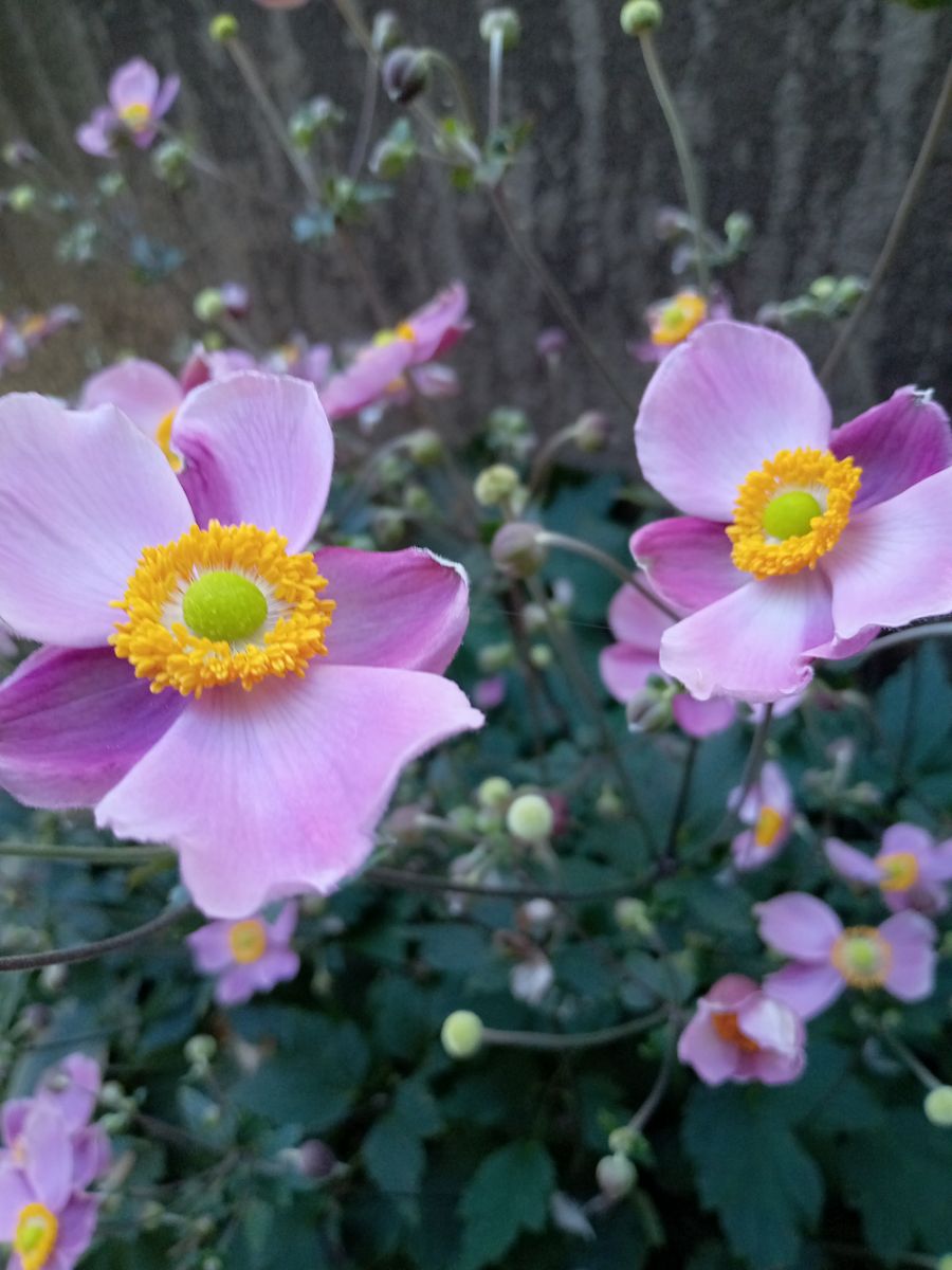 植えっぱなしの宿根草“シュウメイギク” 今年も開花しました。