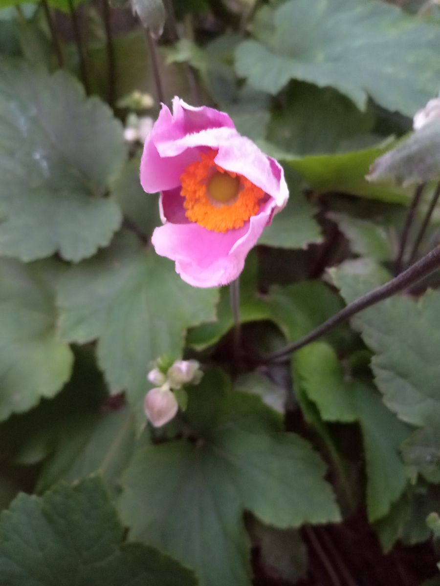 植えっぱなしの宿根草“シュウメイギク” 一番花