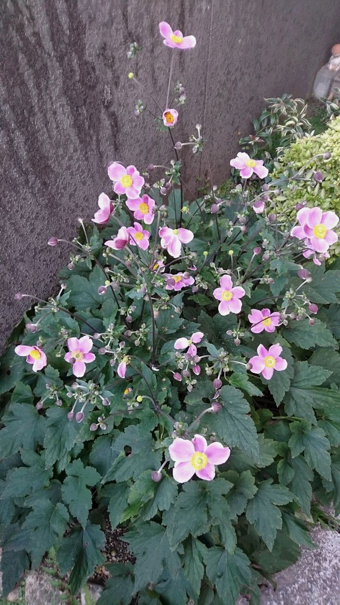 植えっぱなしの宿根草“シュウメイギク”