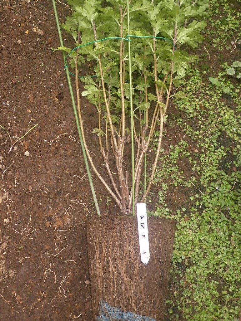 鉢植え寒菊を仏壇花に ９月１７日　白菊の元株