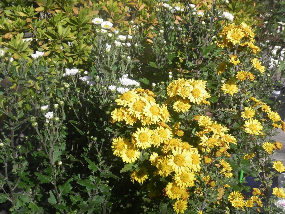 鉢植え寒菊を仏壇花に １２月３日　黄菊がほぼ満開