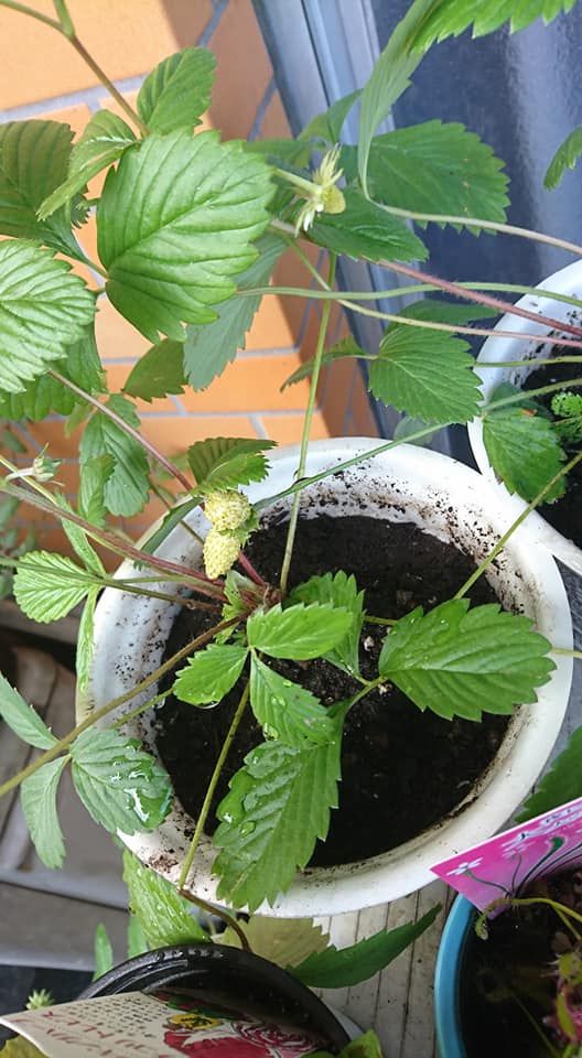 四季なりイチゴは全滅したけど・・・・・ 株分け+植え替え後その後1