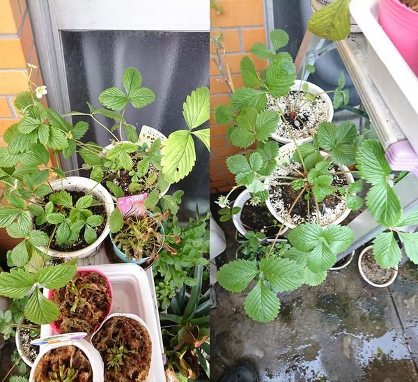 四季なりイチゴは全滅したけど・・・・・ 株分けとカップ麺の鉢植えに成功