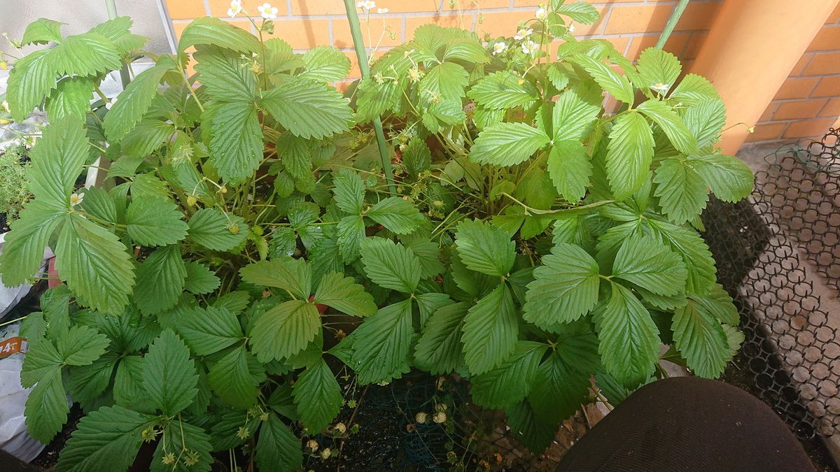 四季なりイチゴは全滅したけど・・・・・ 植え替えしてからぐんぐん成長して