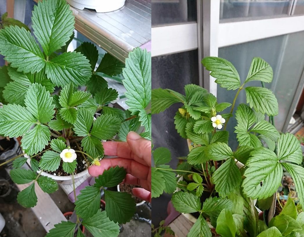 四季なりイチゴは全滅したけど・・・・・ 最初の植え替え後のその後