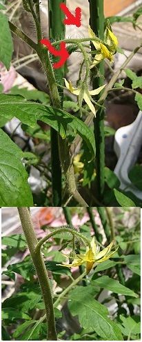 学校の実習で栽培して以来の栽培です。 大玉の方は花が開花しました。