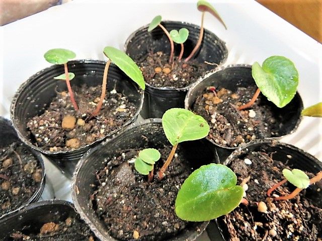 ガーデンシクラメンを種から育てる 植込みました🌱②