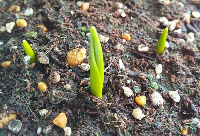 原種系チューリップを育てる ２週間で芽が出ました🌱