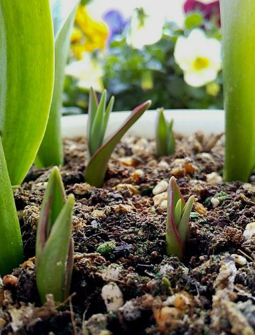 原種系チューリップを育てる 新たに4つの芽