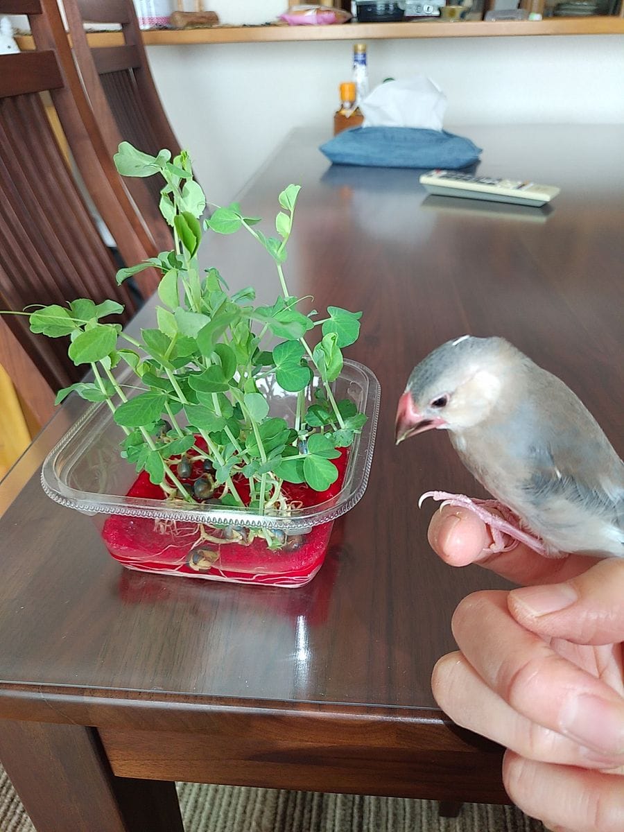 文鳥のエサ用に豆苗を育てる！ もう食べられるよ