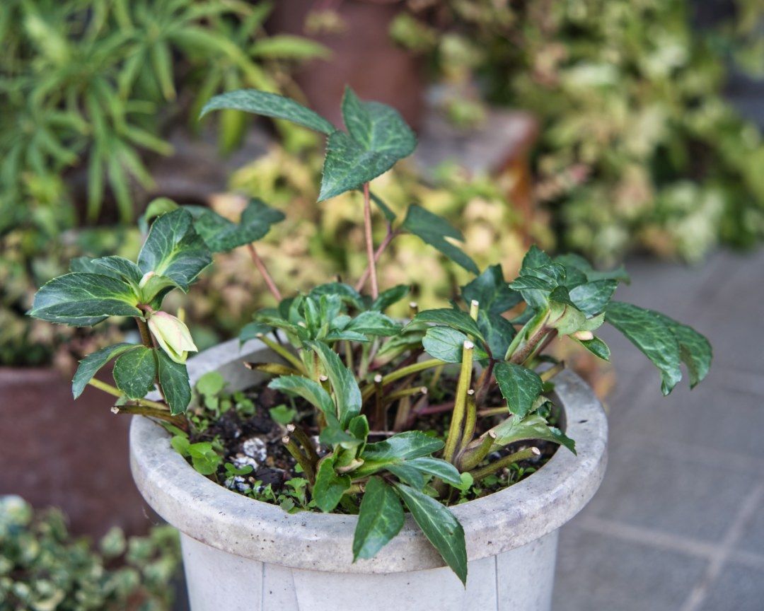 クリスマスローズの植え替え 植え替え前の様子