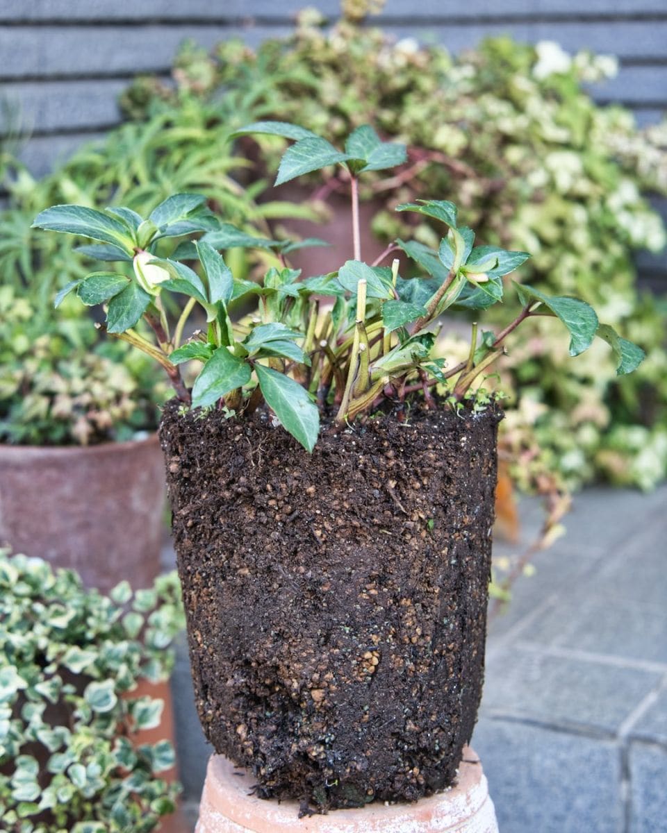 クリスマスローズの植え替え 根鉢の状態。。。