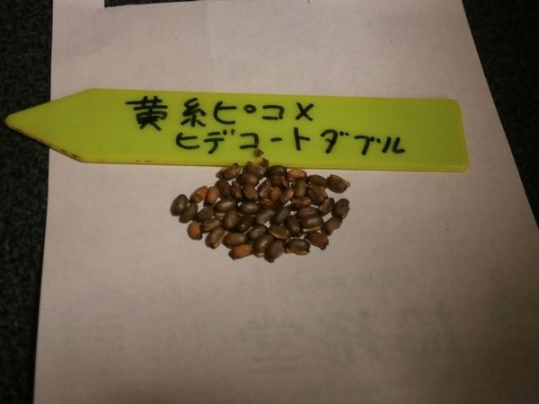 黄色糸ピコダブル×ヒデコートダブル 種が採れました