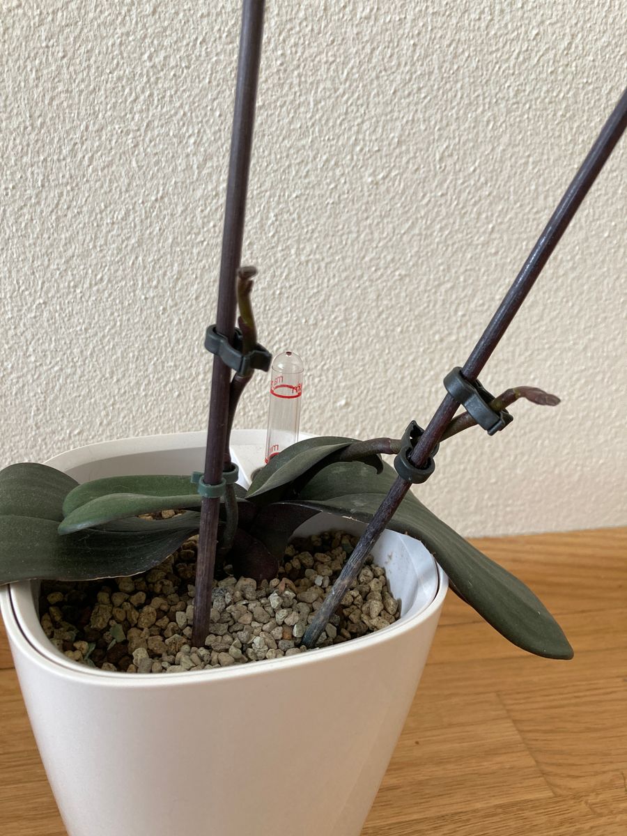 花が終わった胡蝶蘭をレチューザポンに植え替え 胡蝶蘭D 花芽2本