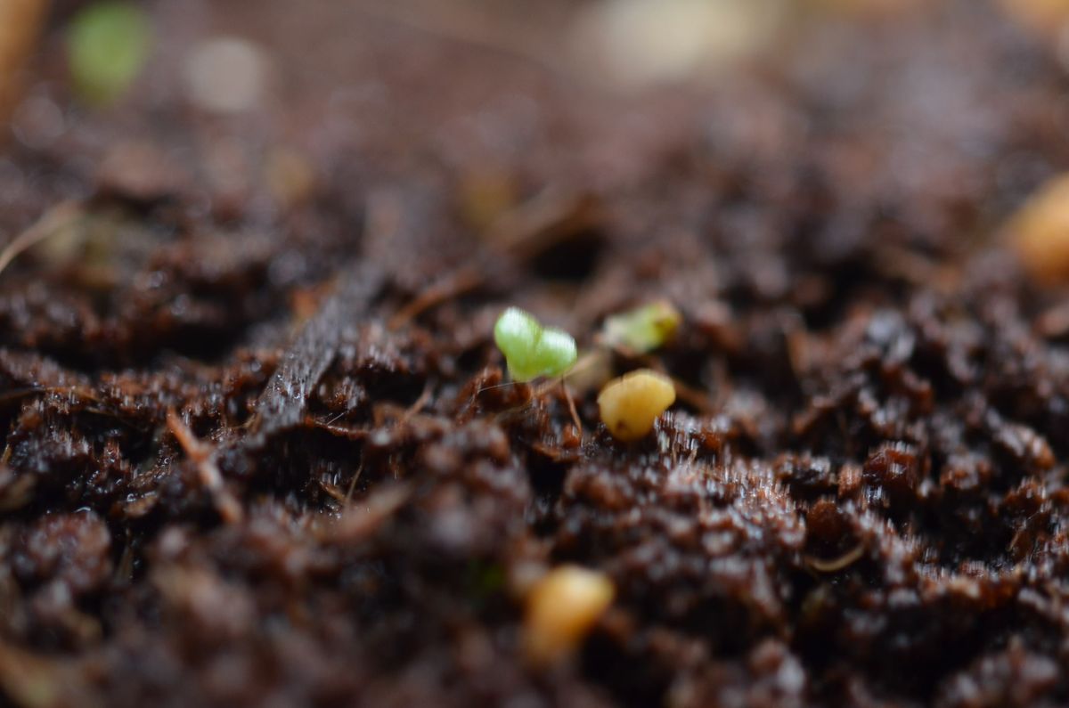 モニラリアの種まき 発芽しました。2021.01.19