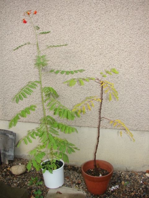 オオゴチョウ 鉢植え