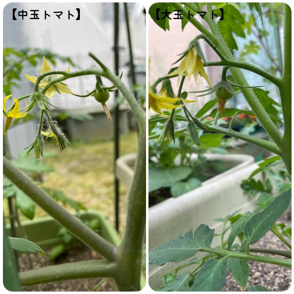 【終】2021年　トマト３品種🍅🍅🍅 肥大(04/28)