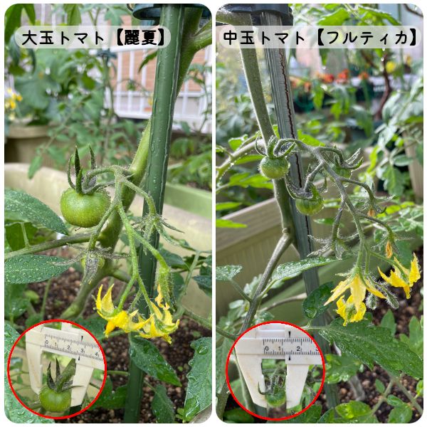 【終】2021年　トマト３品種🍅🍅🍅 肥大中の🍅(05/05)
