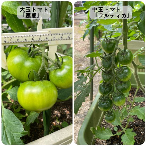 【終】2021年　トマト３品種🍅🍅🍅 大・中玉の様子(06/02)