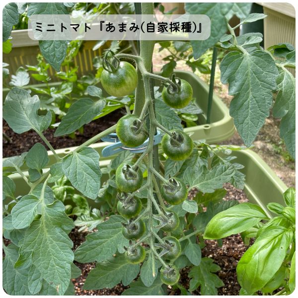 【終】2021年　トマト３品種🍅🍅🍅 小玉の様子(06/03)