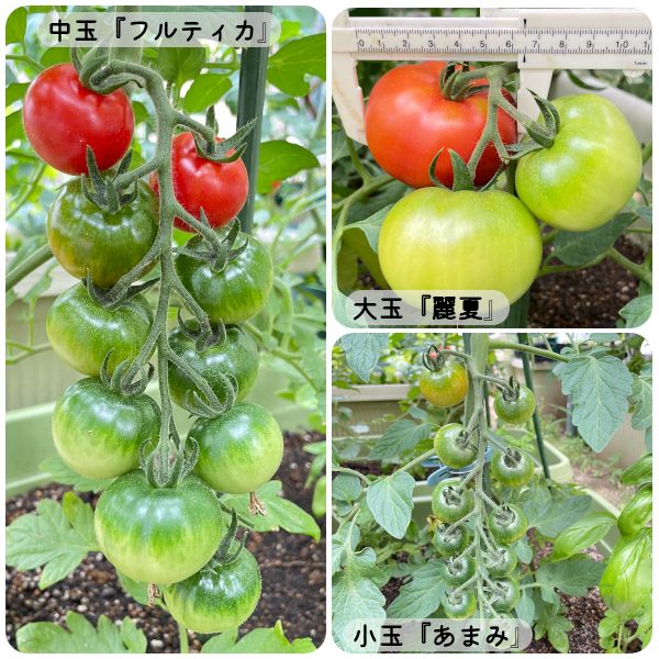 【終】2021年　トマト３品種🍅🍅🍅 収穫まであと少し(06/11)