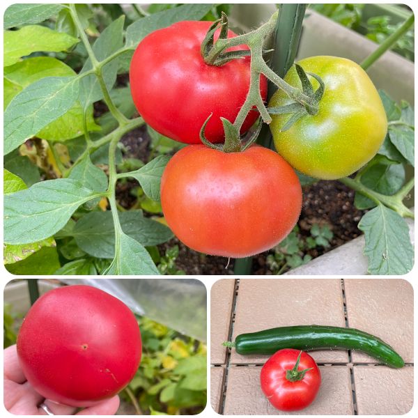 【終】2021年　トマト３品種🍅🍅🍅 初収穫🍅(06/15)