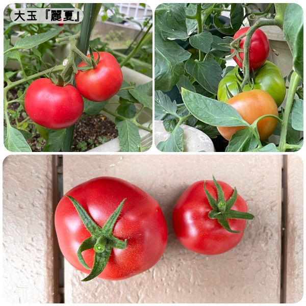 【終】2021年　トマト３品種🍅🍅🍅 大玉品種の収穫(06/18)
