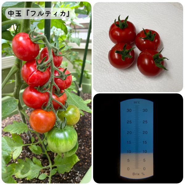 【終】2021年　トマト３品種🍅🍅🍅 割れちゃった(06/19)