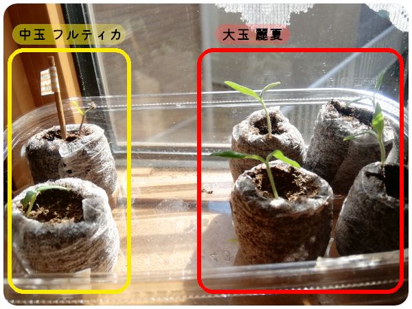【終】2021年　トマト３品種🍅🍅🍅 今日の様子(01/31)