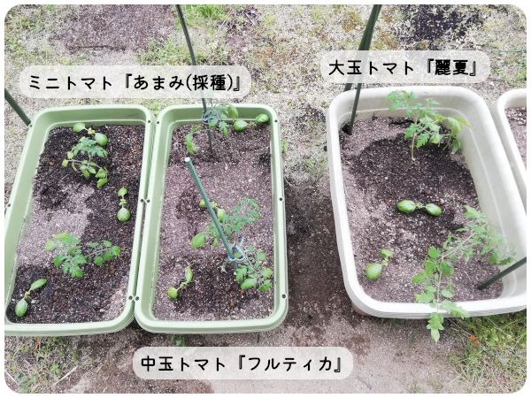 【終】2021年　トマト３品種🍅🍅🍅 定植(04/05)