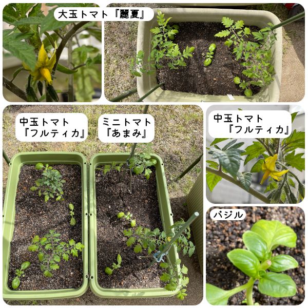 【終】2021年　トマト３品種🍅🍅🍅 今日の様子(04/15)