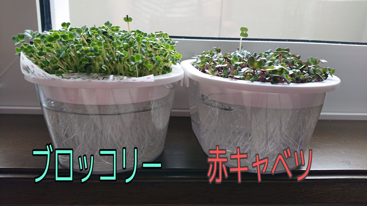 【終了】お家でスプラウト🌱ブロッコリーと赤キャベツの生長の比較 8日目