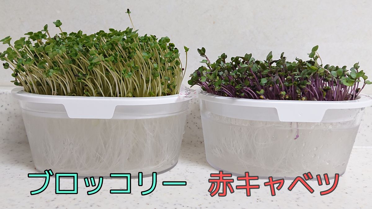 【終了】お家でスプラウト🌱ブロッコリーと赤キャベツの生長の比較 10日目