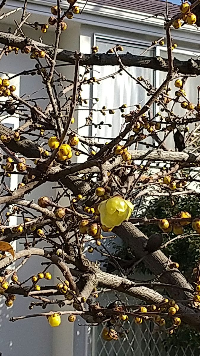 蝋梅開花 花芽が沢山