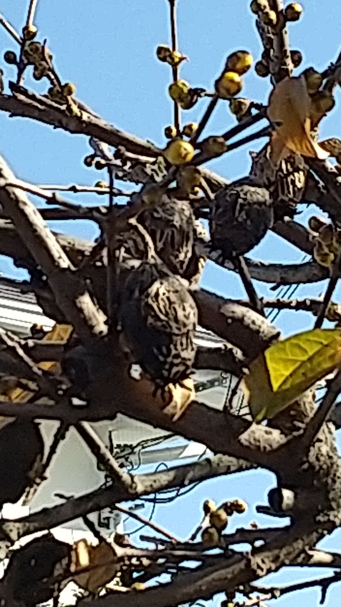 蝋梅開花 種が沢山