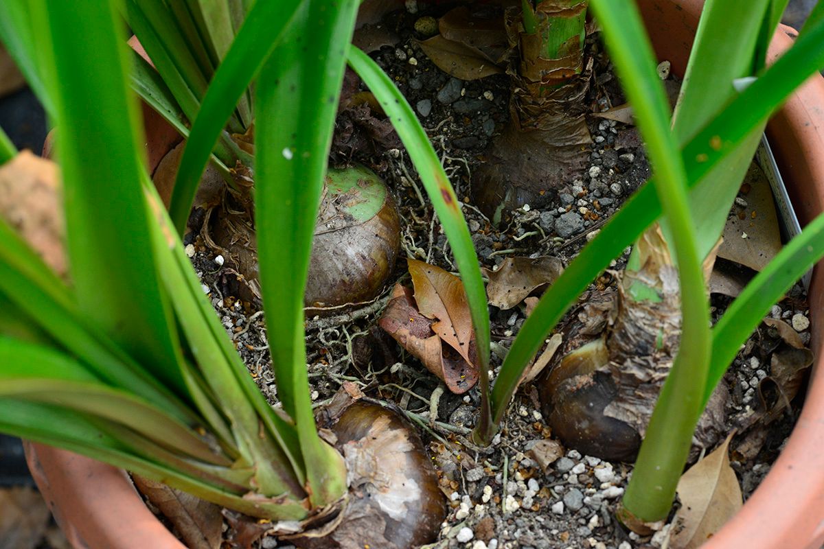 耐寒性のあるアマリリスを楽しむ 球根がでかくなって地表にでてきた