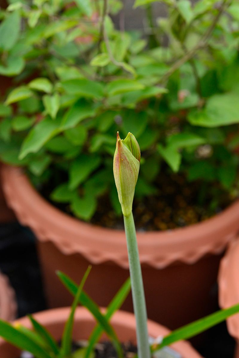 耐寒性のあるアマリリスを楽しむ ちらほら蕾も上がっている