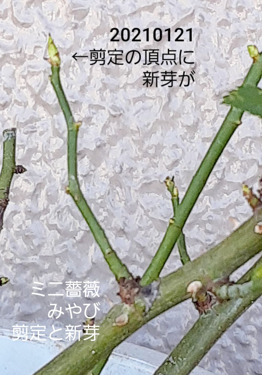 ミニ薔薇　みやび·雅の挿し木からの育生 土替えと強剪定をした所です。