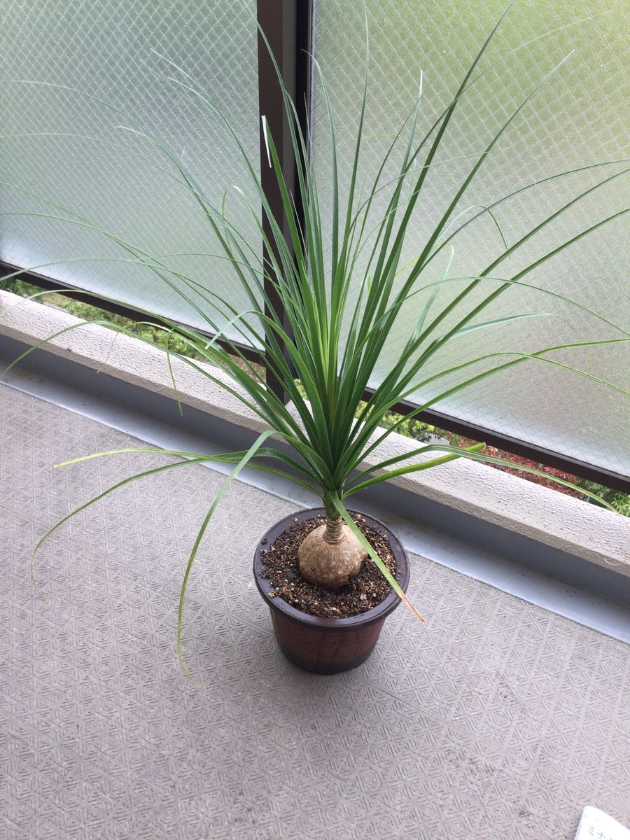 トックリランを室内栽培する① 植え替え後です。