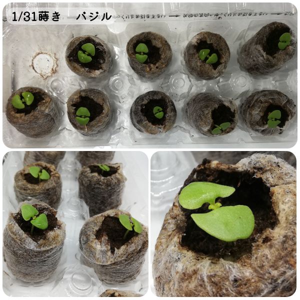 2021年 初バジル栽培🌱 本葉がチラリ(02/15)