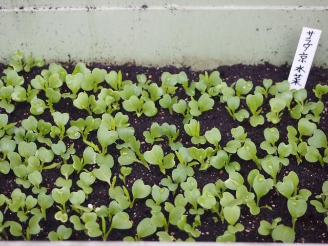 冬に　水菜のプランター栽培日記