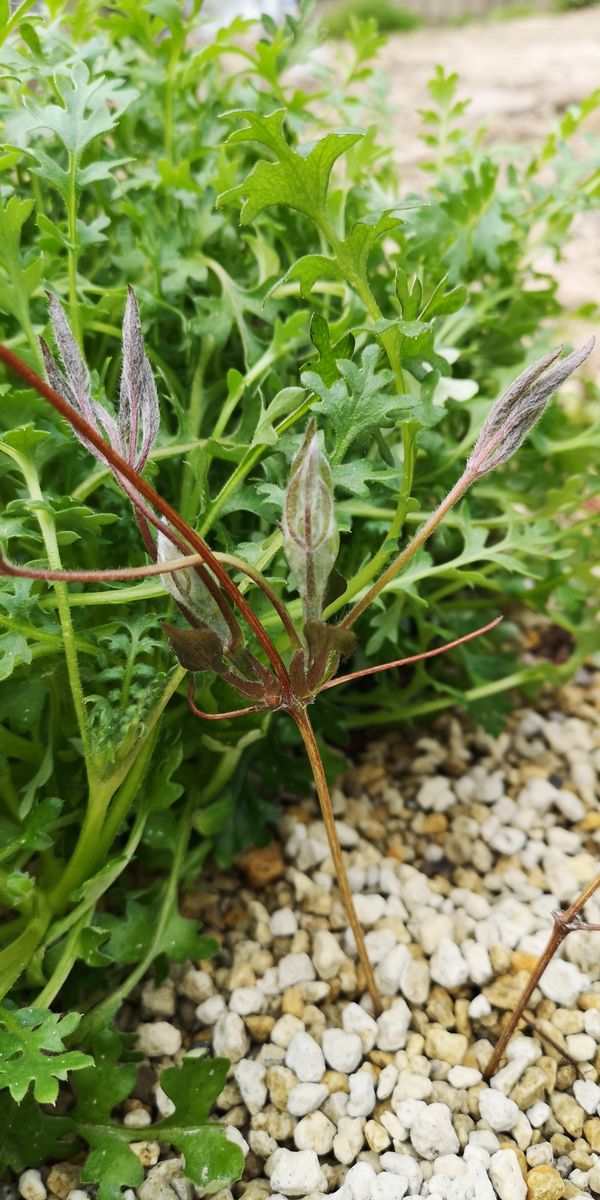 ガンジークリームを育ててみる 芽が大きくなりました