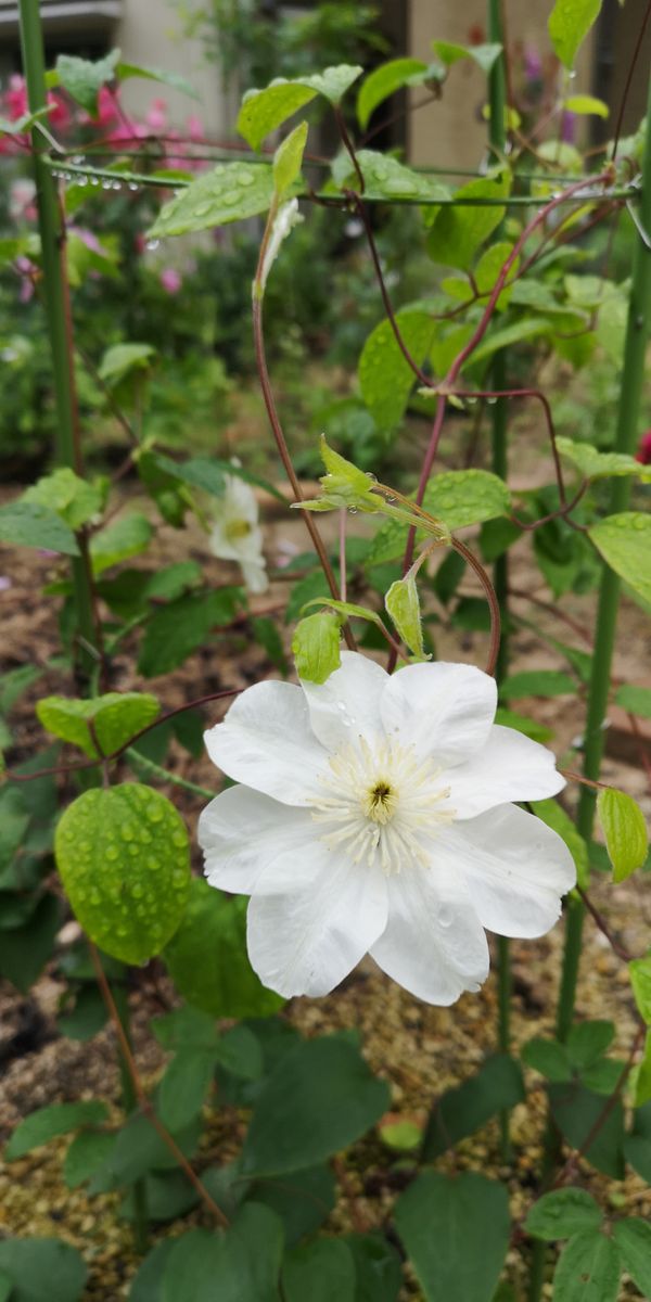 ガンジークリームを育ててみる 2番花が2輪咲きました