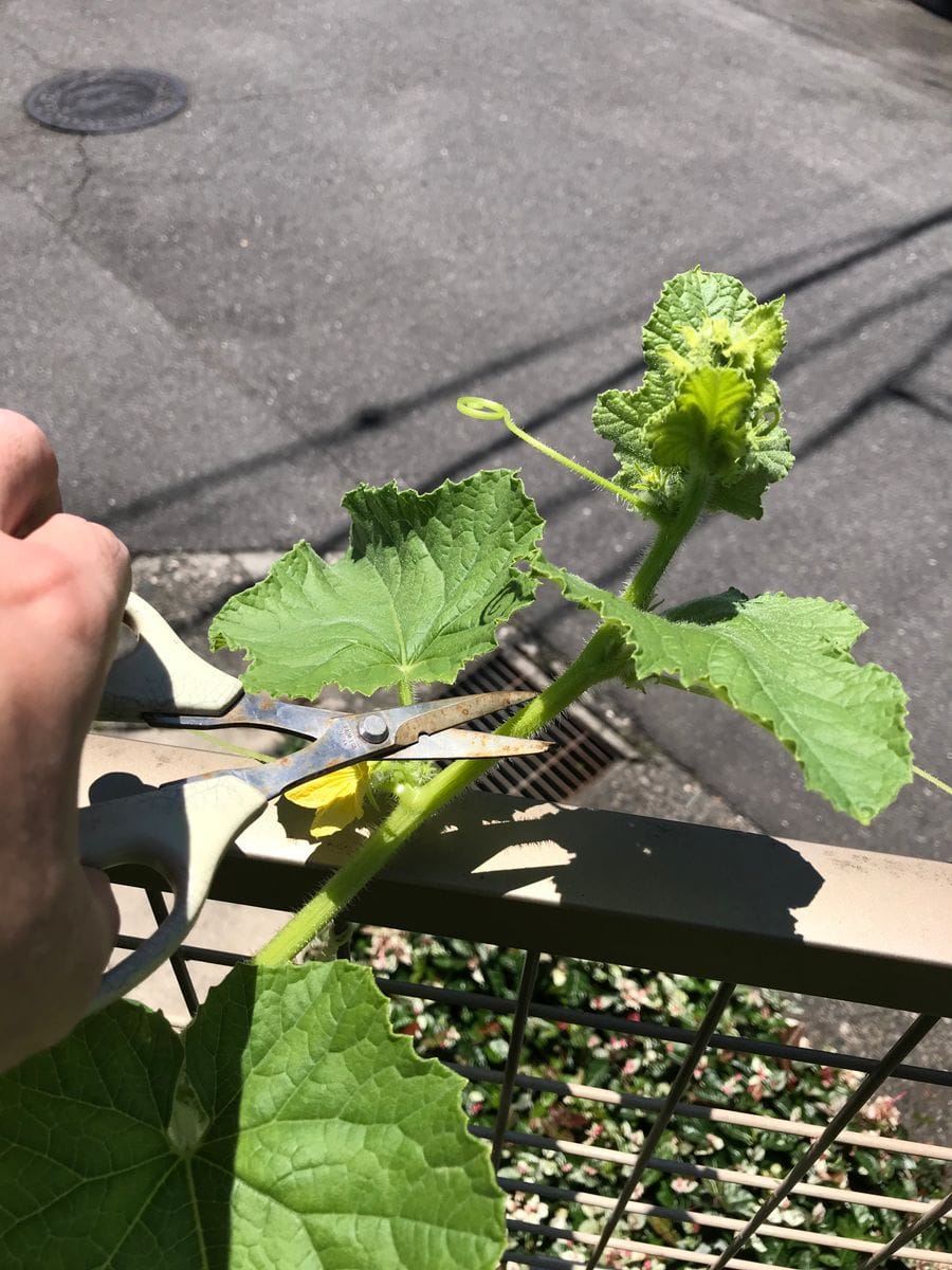 時短栽培！1日30分で　メロンを育てるよ！ 摘芯しました