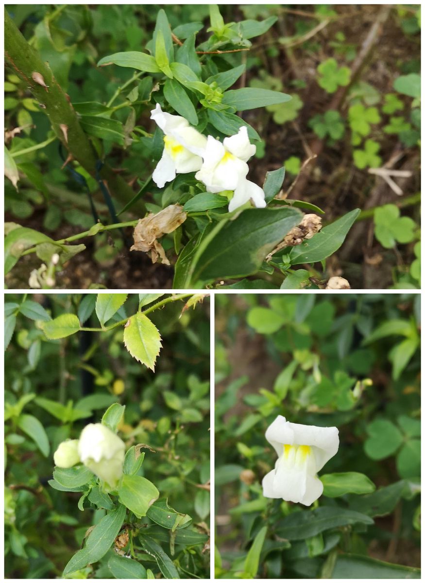 種から金魚草　2021年（2月蒔き） 庭植えの生き残りが復活しました