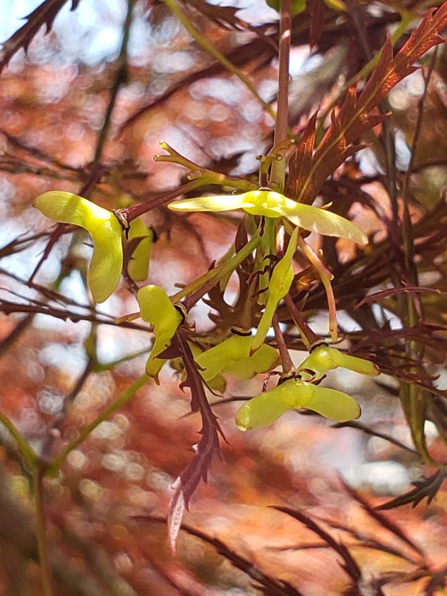 紅垂れもみじの形を整える 垂れ紅葉に新しい生命