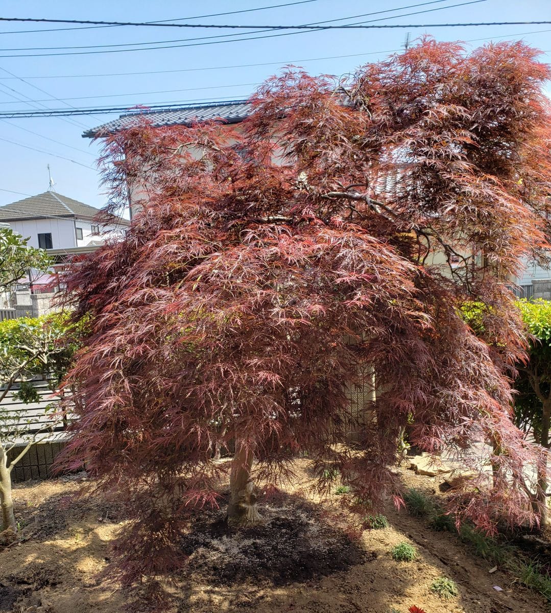 紅垂れもみじの形を整える 紅垂れ紅葉の形には不満で年末剪定