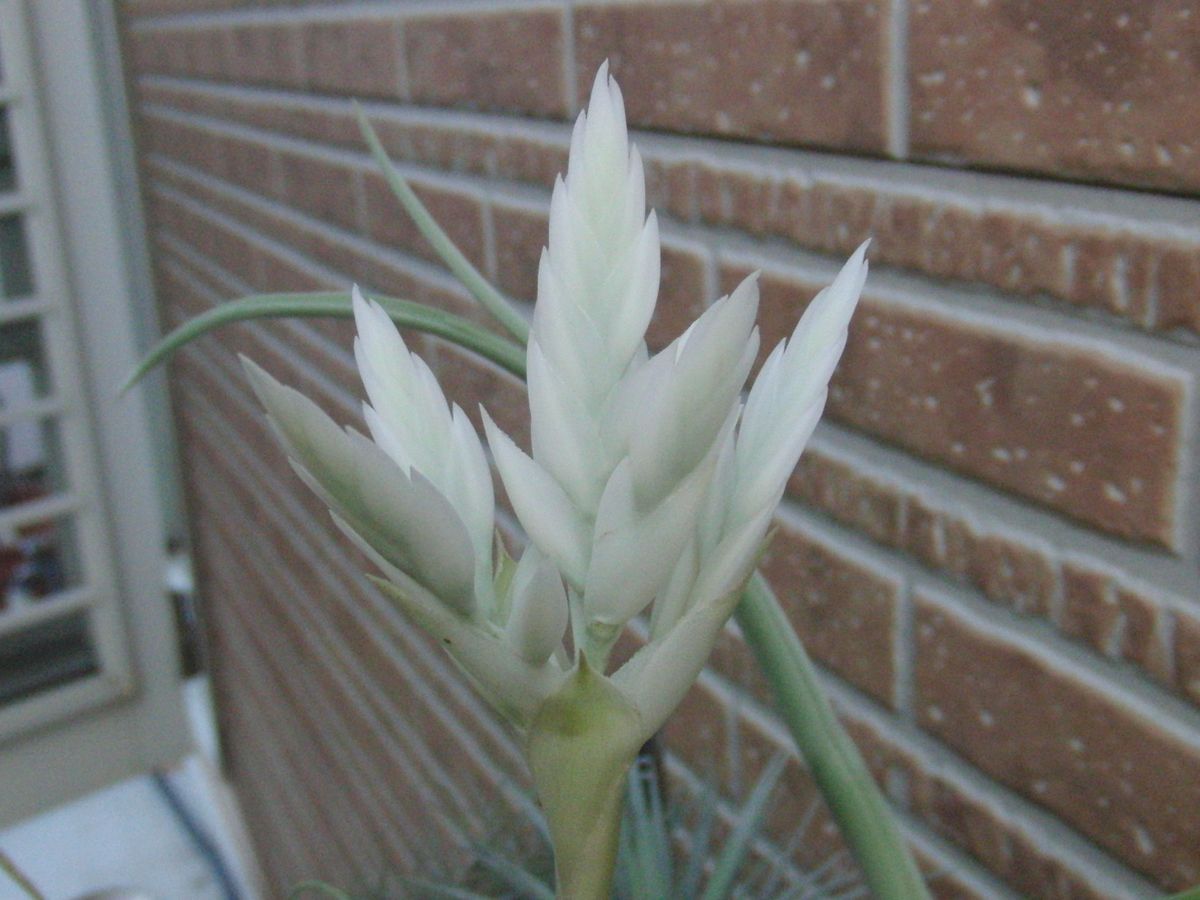 想像を超えての カクティコラアルバ ホワイトフラワー 板付 植物/観葉 ...